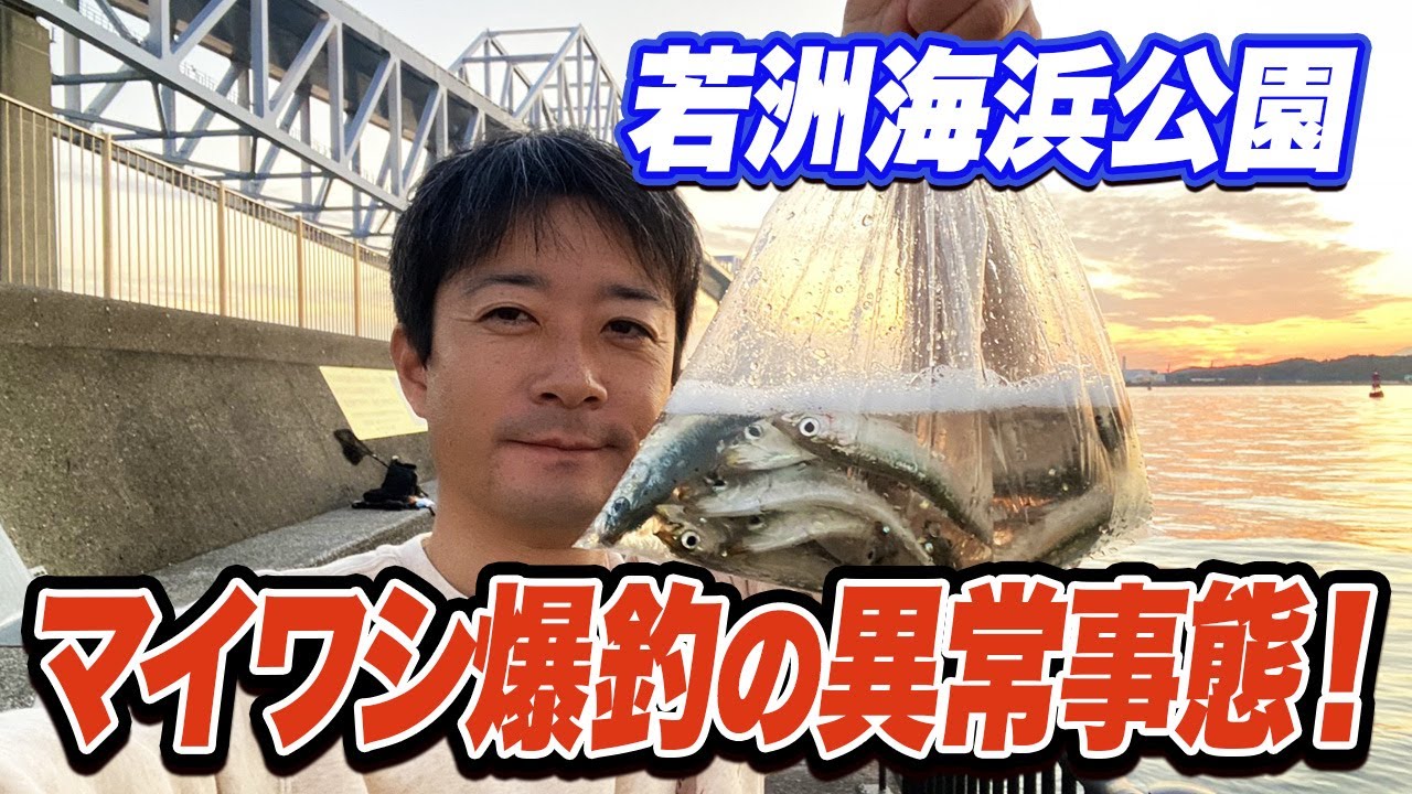 【若洲海浜公園】餌不要！サビキを垂らせば30分で100匹マイワシが釣れる異常事態！