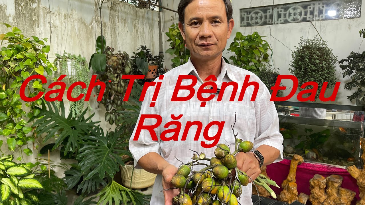 Cách Trị Bệnh Đau Răng