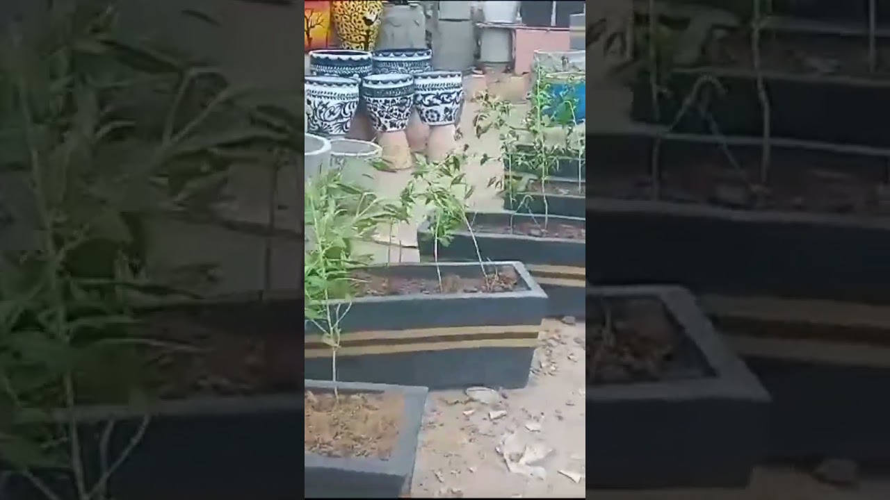 lashari Gamly Nursery  Shop
