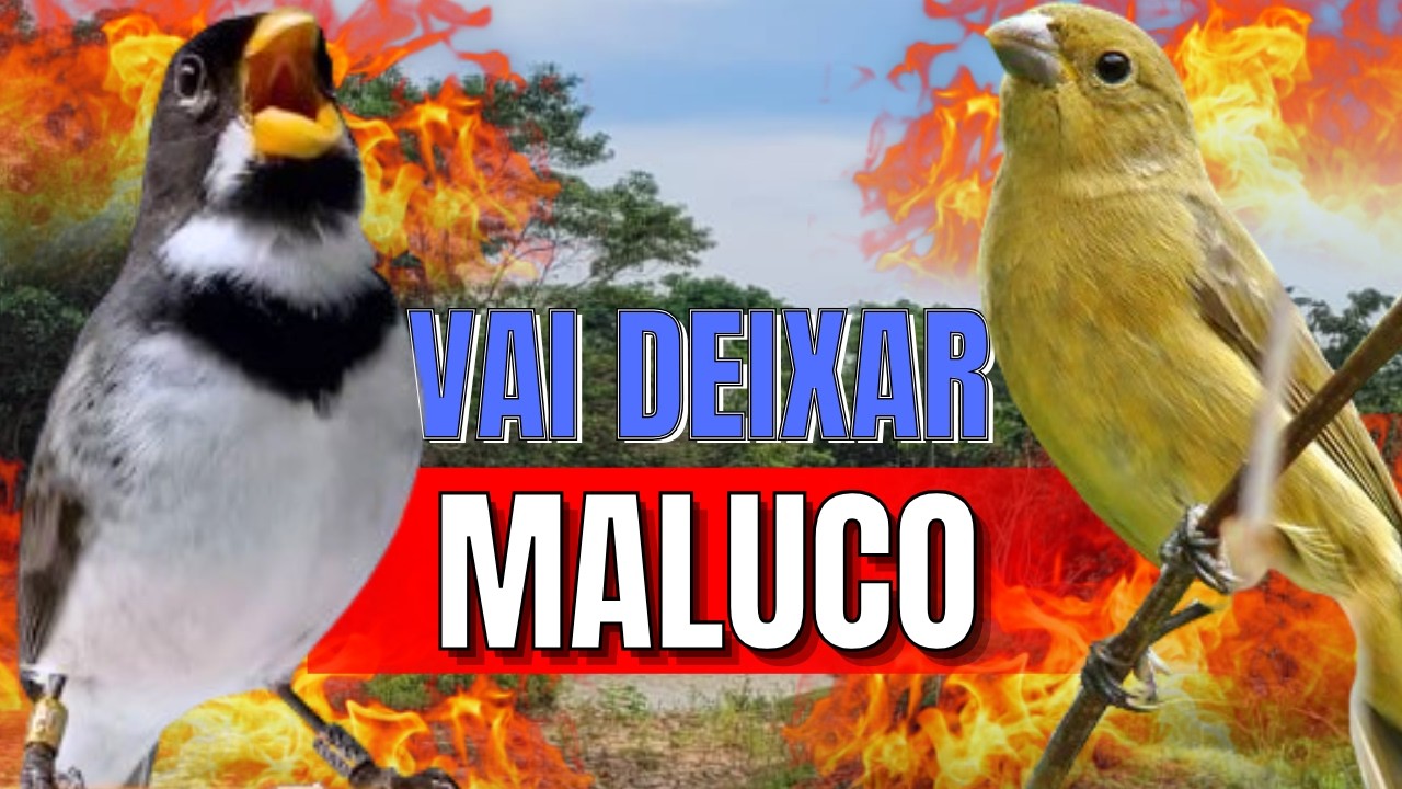 DESTRAVE SEU COLEIRO TUÍ-TUÍ ESQUENTAR COLEIRO TUÍ-TUÍ COM COLEIRO TUÍ-TUÍ E FÊMEA CHAMNDO ESQUENTAR