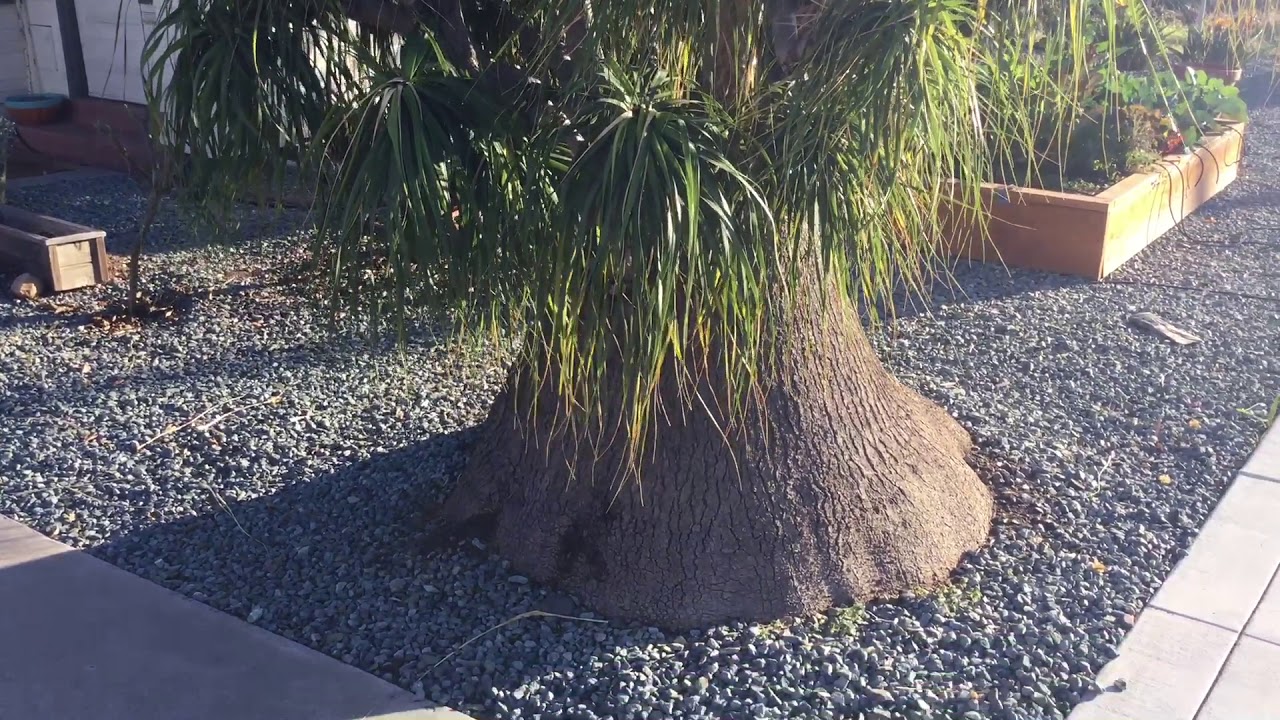 THE PONYTAIL PALMS in the GARDEN / BEAUCARNIA RECURVATA / LOVE OF PLANTS 🌻