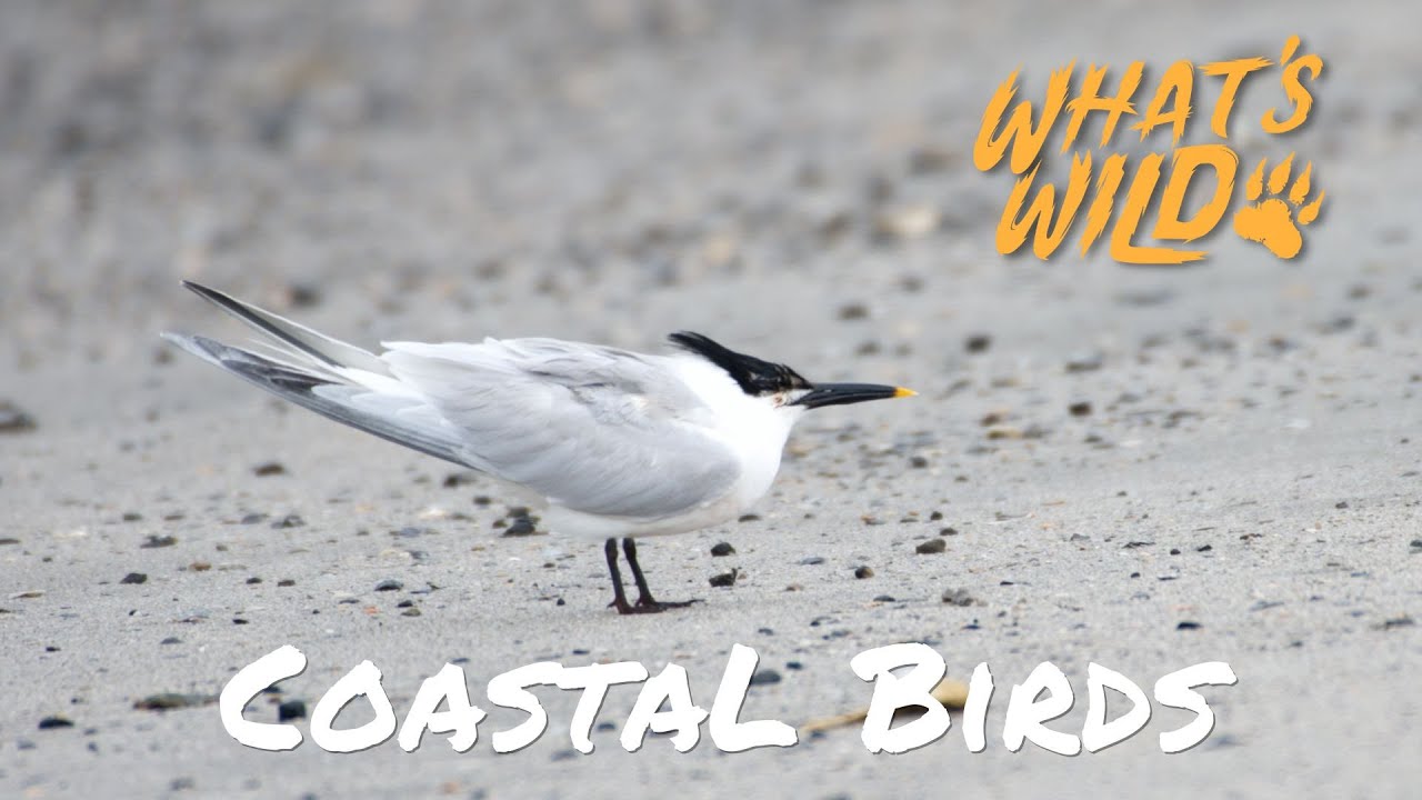 Coastal Birds | What's Wild