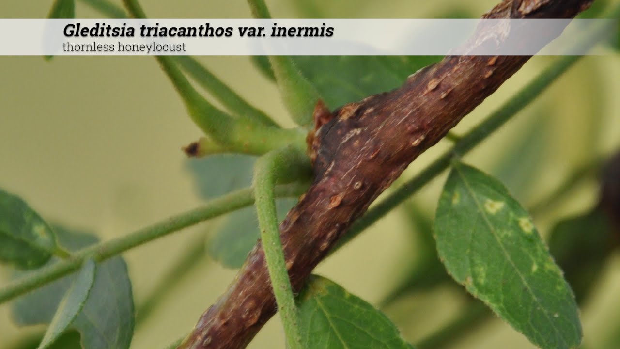 thornless honeylocust (Gleditsia triacanthos var. intermis)