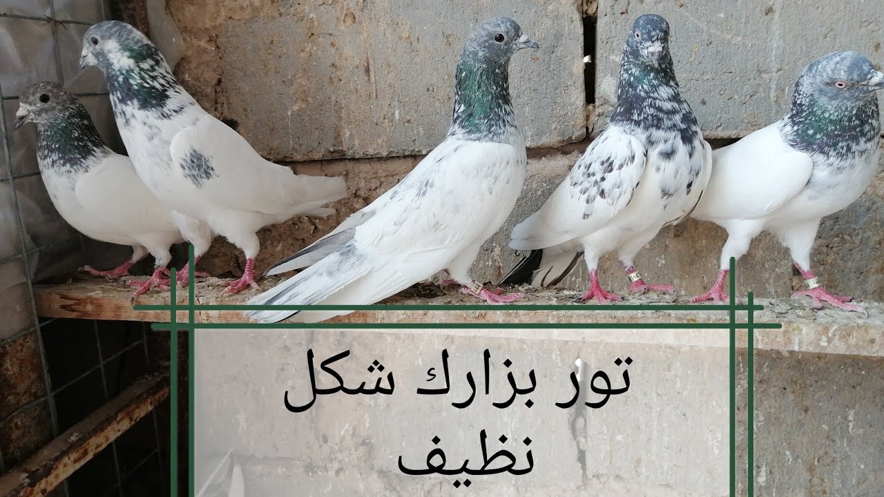 احلى سطح.. تور.. للجناي احمد الحمراني... كربلاء