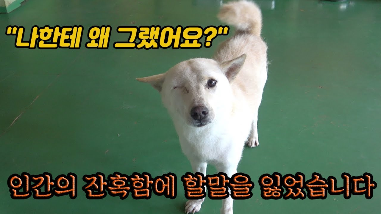 쇠몽둥이 맞아 눈 잃은 강아지...인천 동물보호소 대형견들의 가슴 아픈 이야기