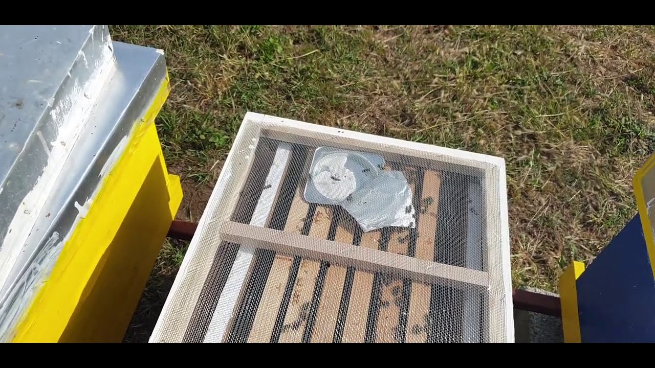 Uzimljavanje slabijeg pcelinjeg drustva Taking a weaker bee society