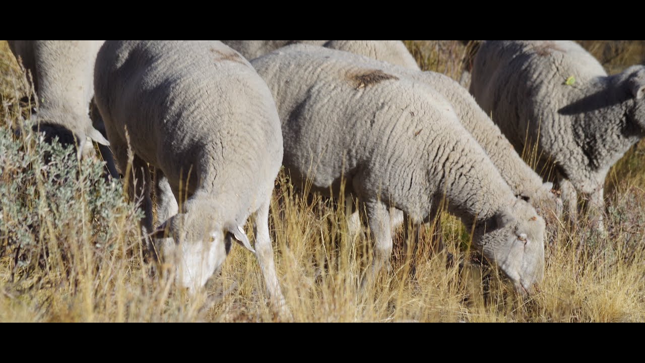 Can targeted grazing with sheep reduce cheatgrass levels?