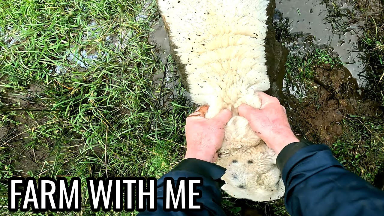 Marjorie the Swamp Sheep