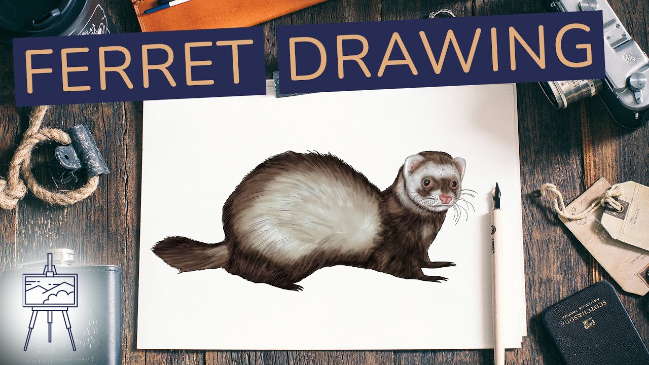How to Draw a Ferret &ndash; A Fun and Easy Ferret Drawing Tutorial