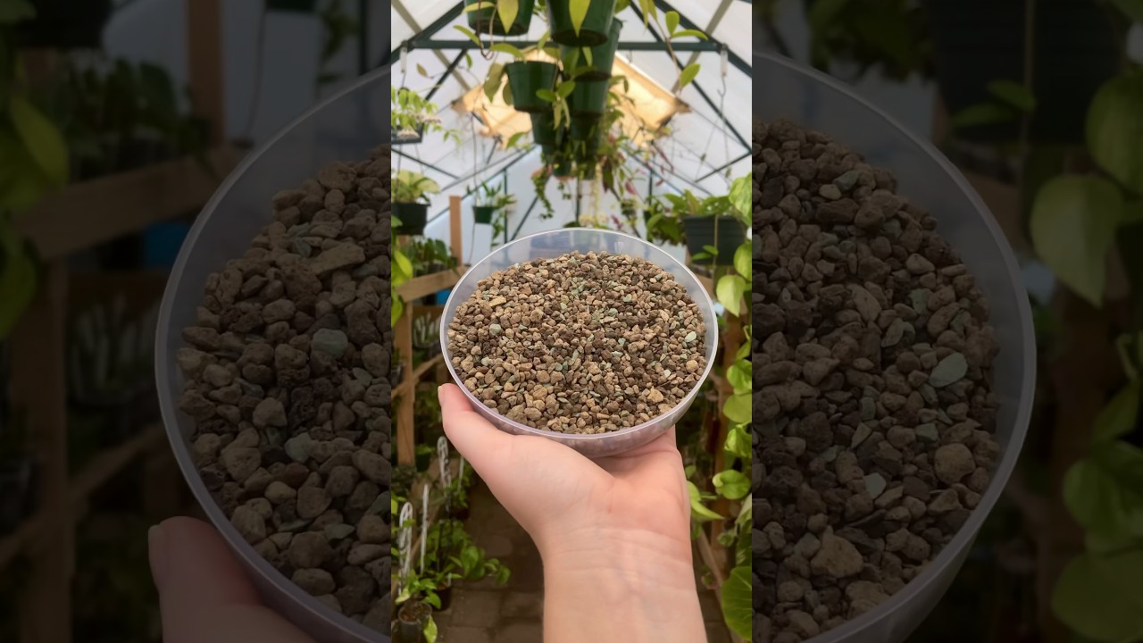 What Is Lechuza Pon?! #houseplants #lechuzapon #plantcare #plantlover #indoorplants