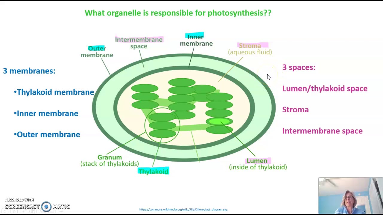 Introduction to Photosynthesis
