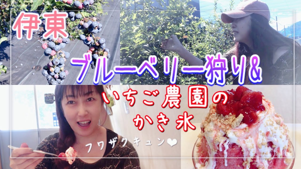 【伊豆/伊東】いちご農園でブルーベリー狩り&フワザクキュンなカキ氷を堪能♪ #伊豆  #伊東  #フルーツ狩り #かき氷