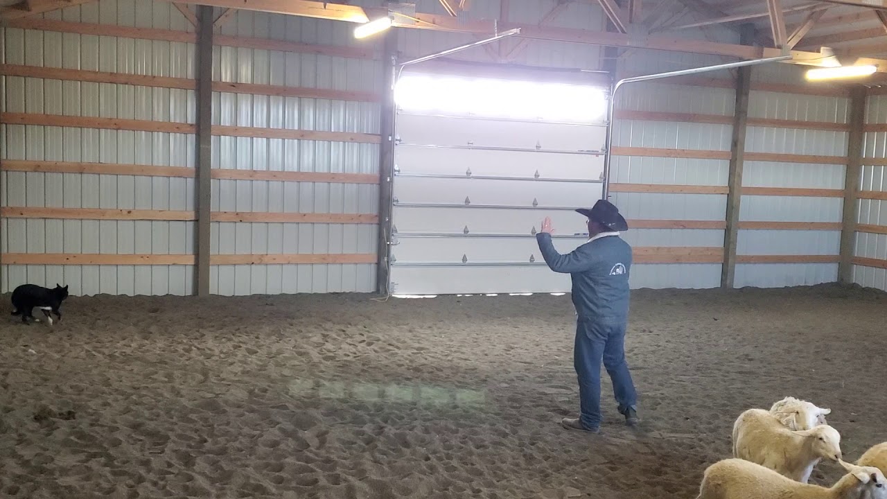 How to train a working dog inside flanks