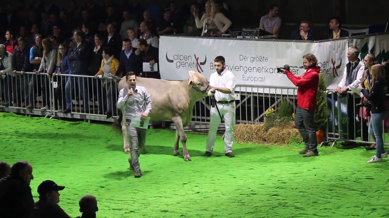 Tiroler Braunvieh Landesausstellung 2017 Eliteversteigerung