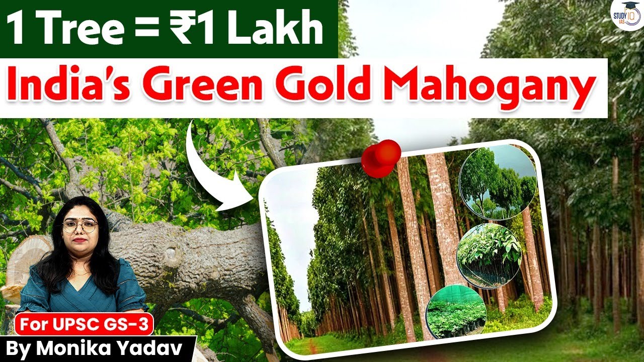 Turn ₹200 into ₹1 Lakh! Why Mahogany Tree Farming Is Booming in India? | STUDYIQ