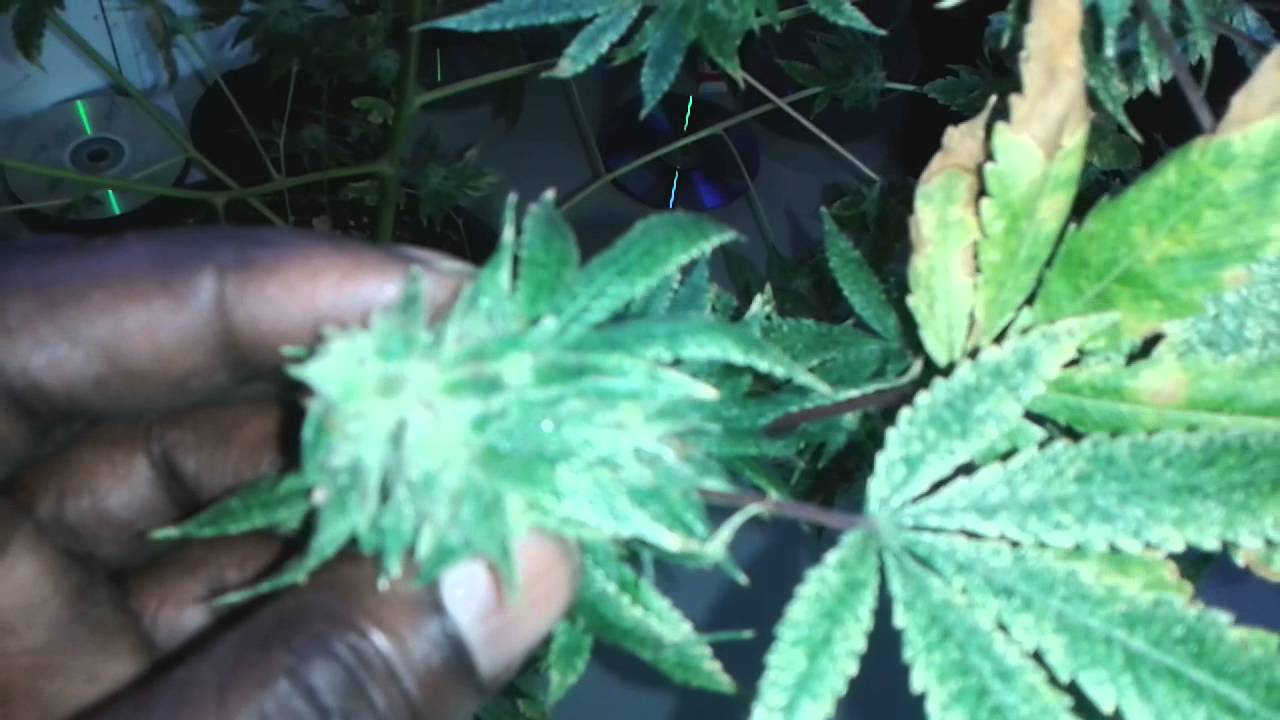 Tiresias Mist X Gorrila Glue #4