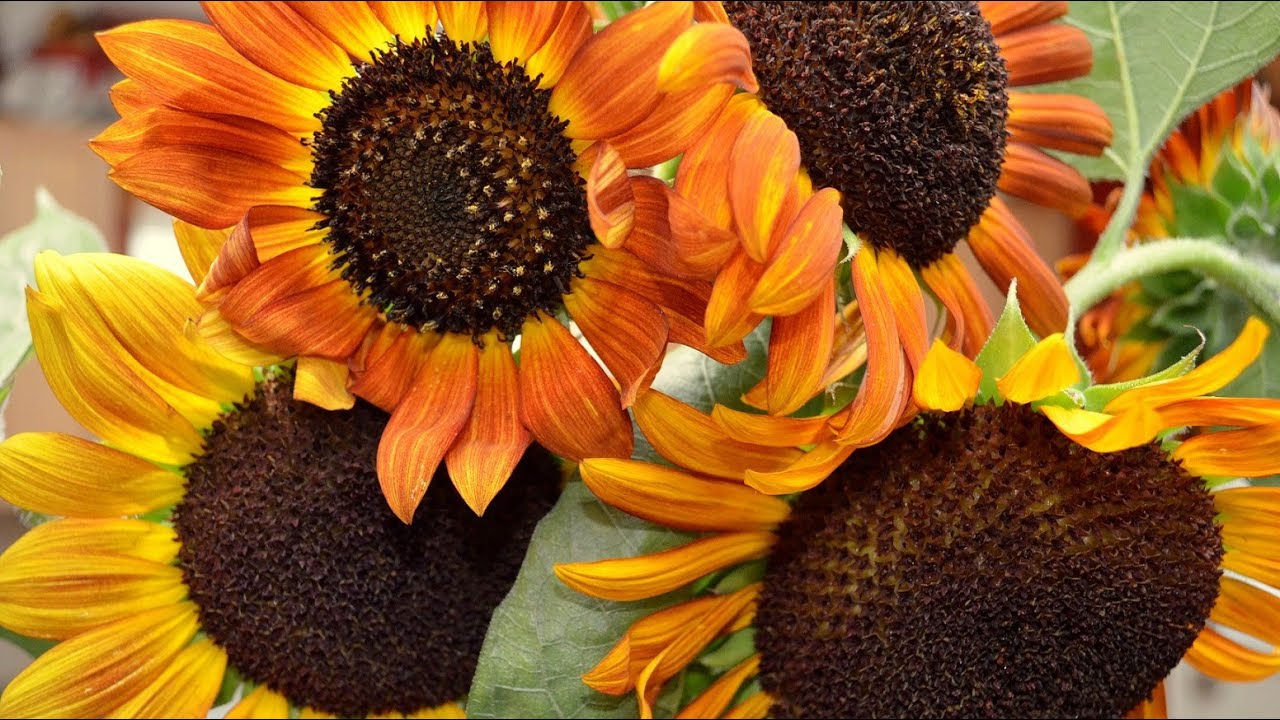 Why Grow Sunflowers?
