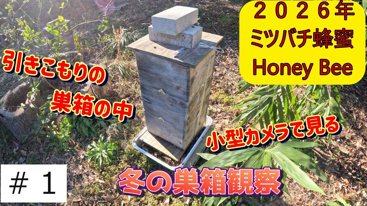 ミツバチの巣箱の中は⁉観察で残念なことが・・・