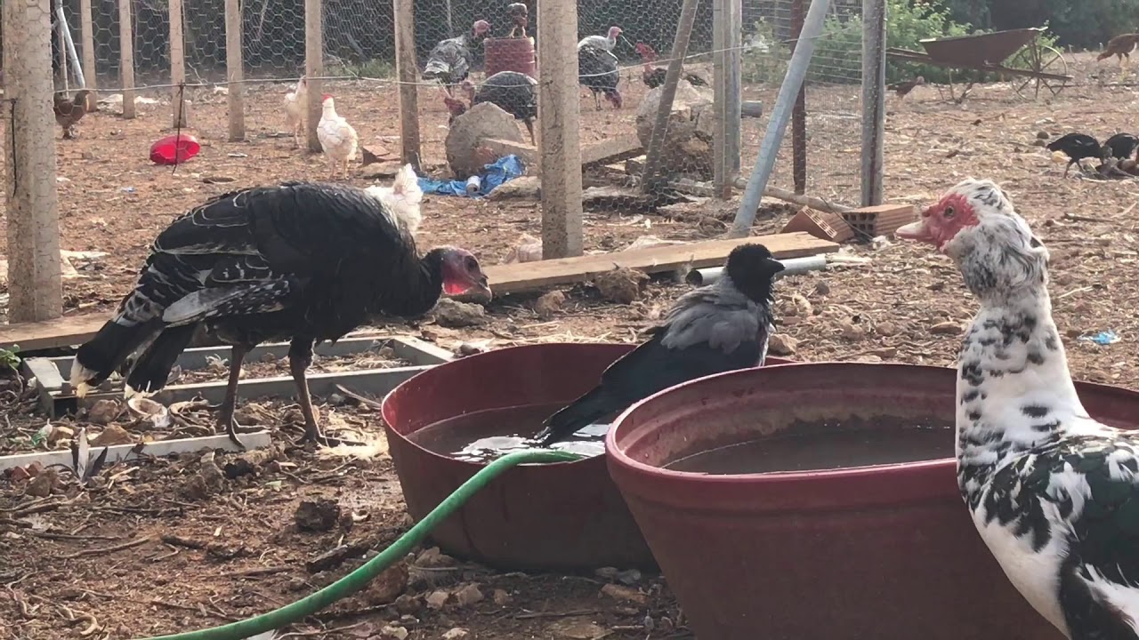 Η κουρούνα κάνει μπάνιο