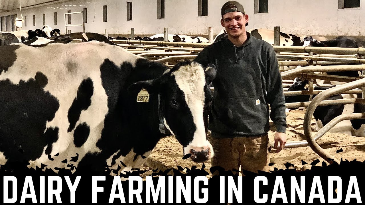 A Day On A Saskatchewan Dairy!