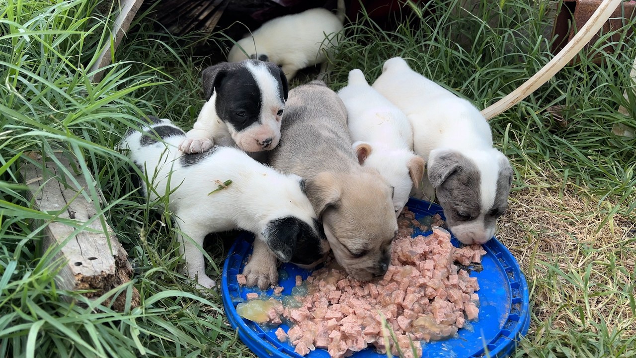 Sevimli Yavru K&ouml;pek Yemeğe Ulaşmak İ&ccedil;in &Ccedil;abalıyor 🐶