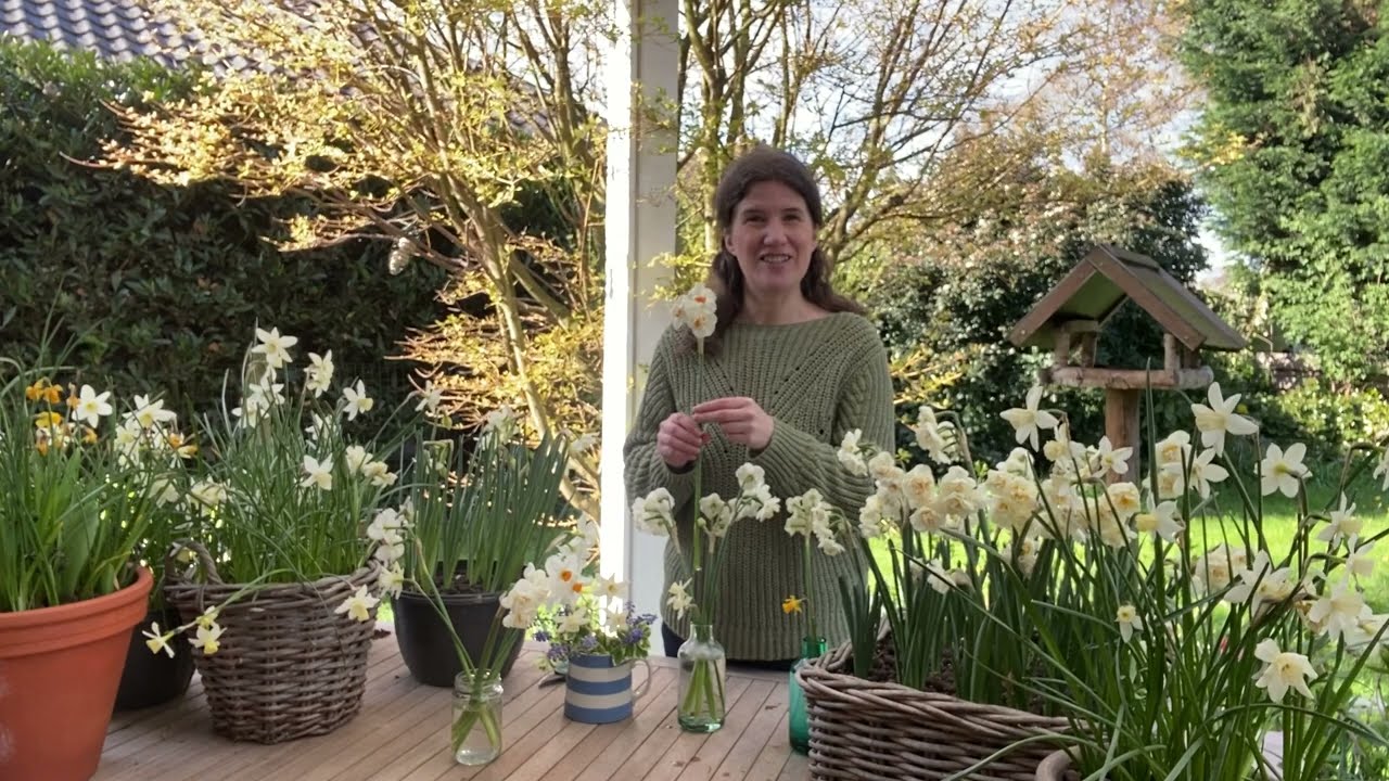 Daffodils and Narcissus – Different varieties and flowering result - BULBi
