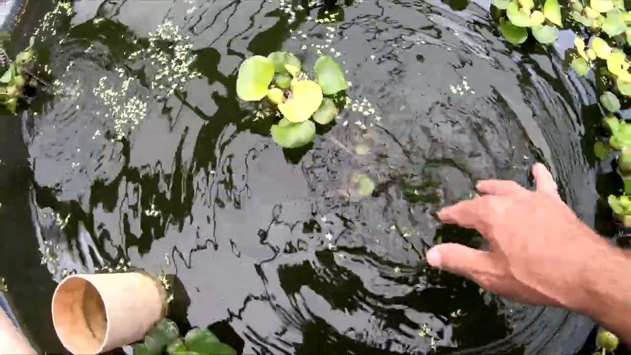 COMO COMEÇAR A CRIAR PEIXES DO ZERO   canal saalada