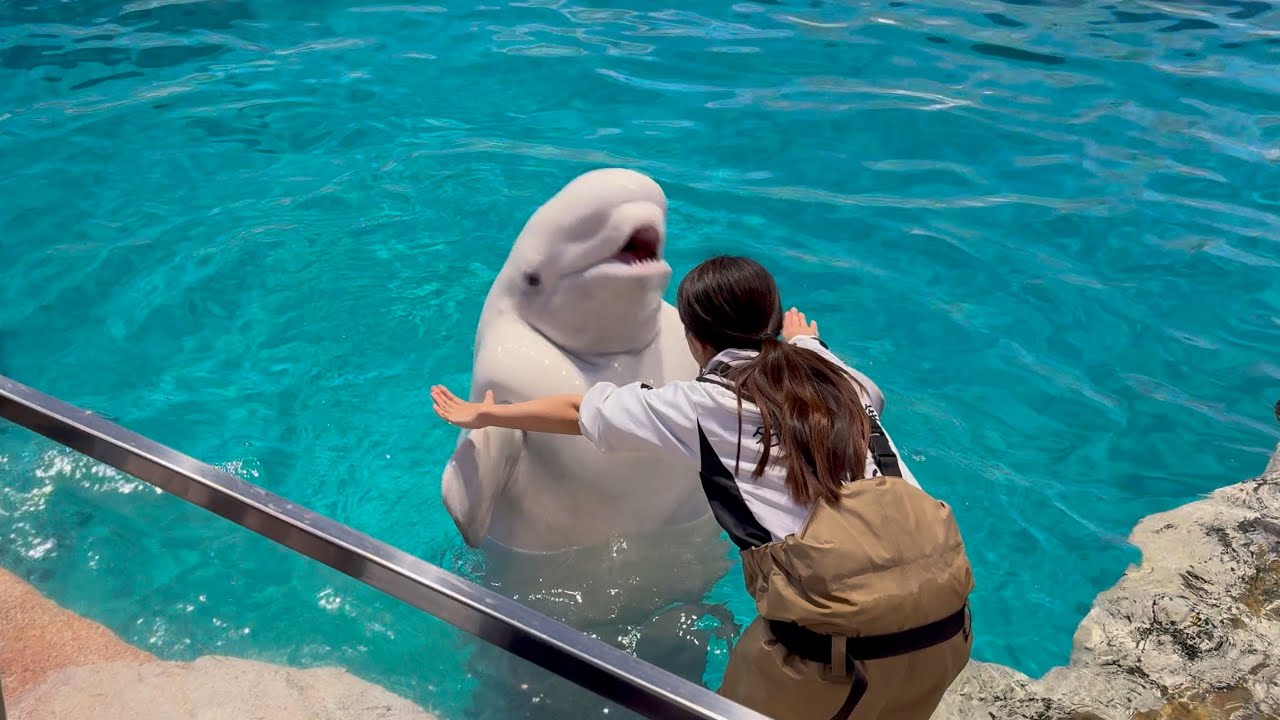 2025/04/12 ベルーガのトレーニング【全頭参加編2】​⁠@名古屋港水族館