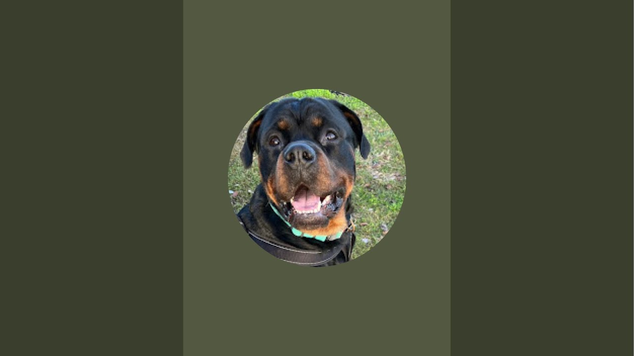 Raka the Rottweiler Playing outside!