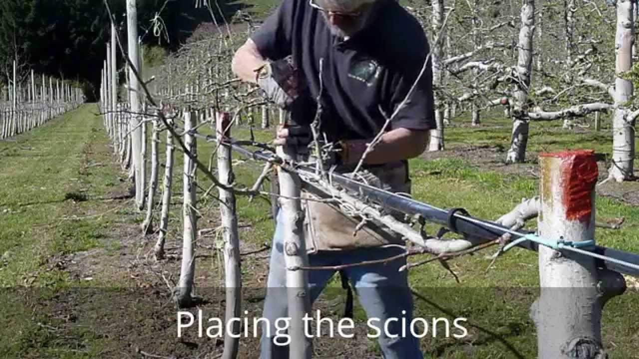 Rind bark grafting