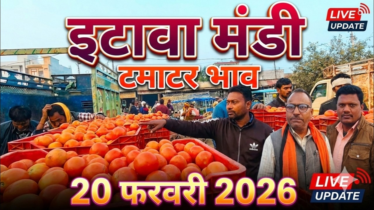टमाटर भाव इटावा मंडी 20 फरवरी 2026 🍅 | जानिए आज के मंडी भाव | UP Mandi Rate