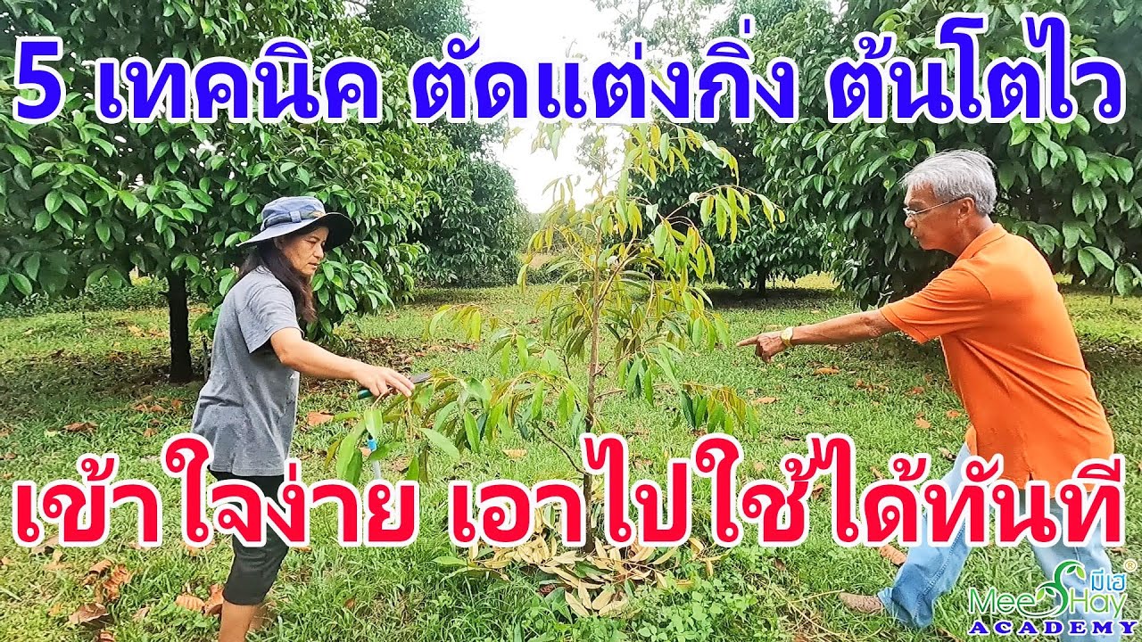 5 เทคนิค ตัดแต่งกิ่งต้นทุเรียน ช่วยให้ต้นโตไวขึ้น ลำต้นอ้วน กิ่งอวบ