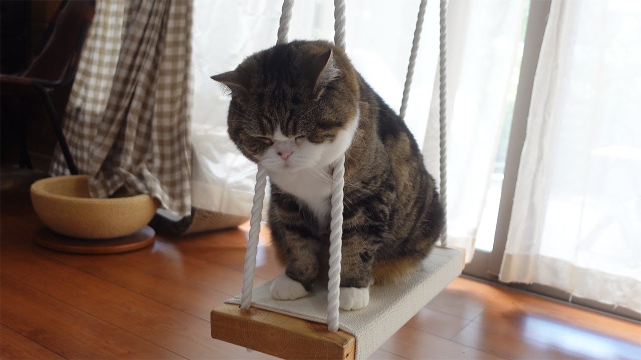 真面目くさった顔で箱に入るねこ。-Maru is in the box with his serious face.-