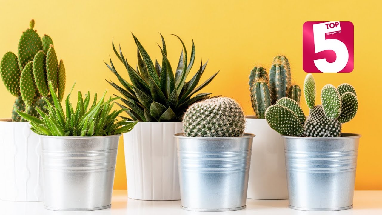 Top five plants to grow indoors in Qatar