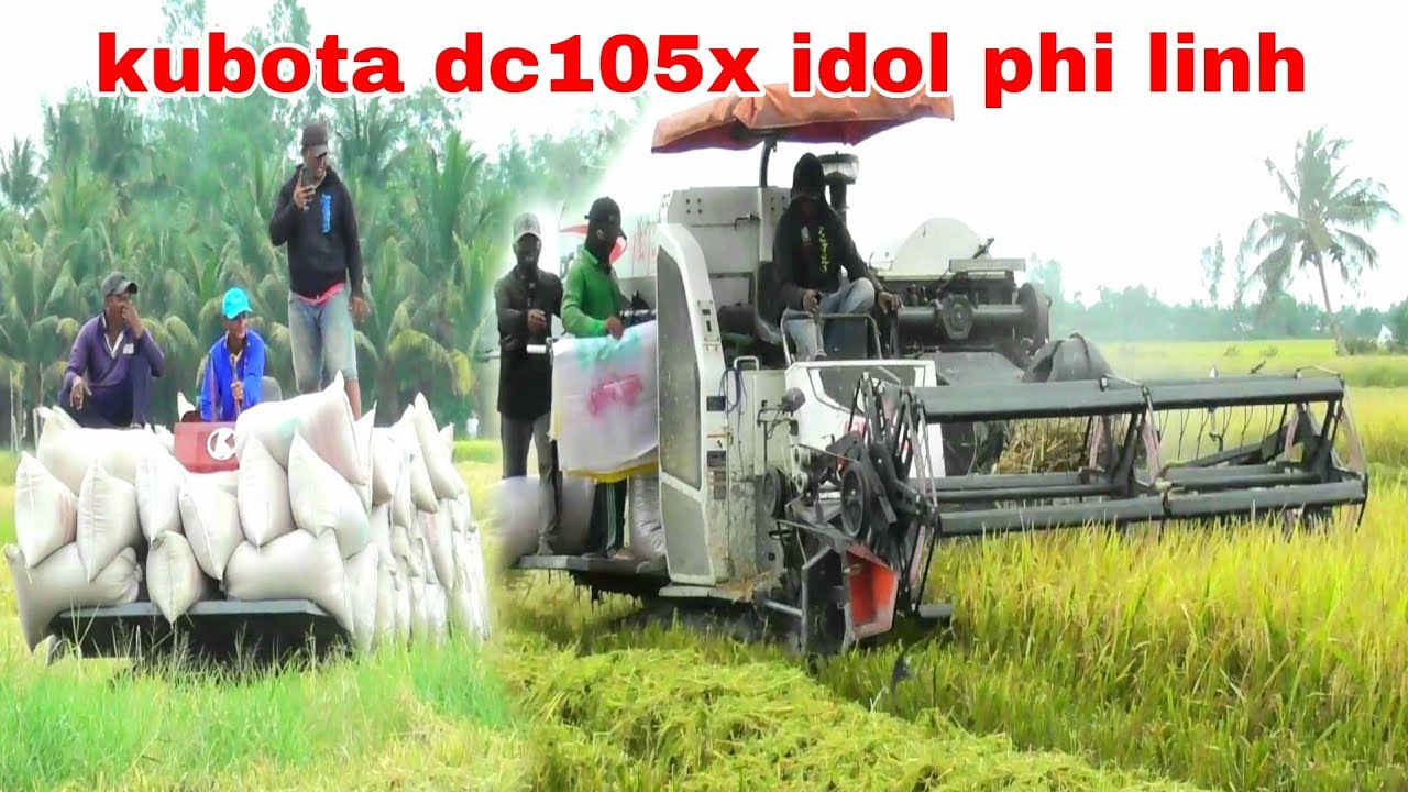 XEM MÁY CẮT LÚA KUBOTA DC105X BINH IDOL PHI LINH PHƯỢT LÚA ĐÔNG XUÂN