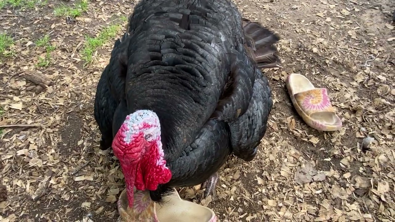 Turkey Tales Tom Smoke gets down and dirty with dirty dancing shoes   