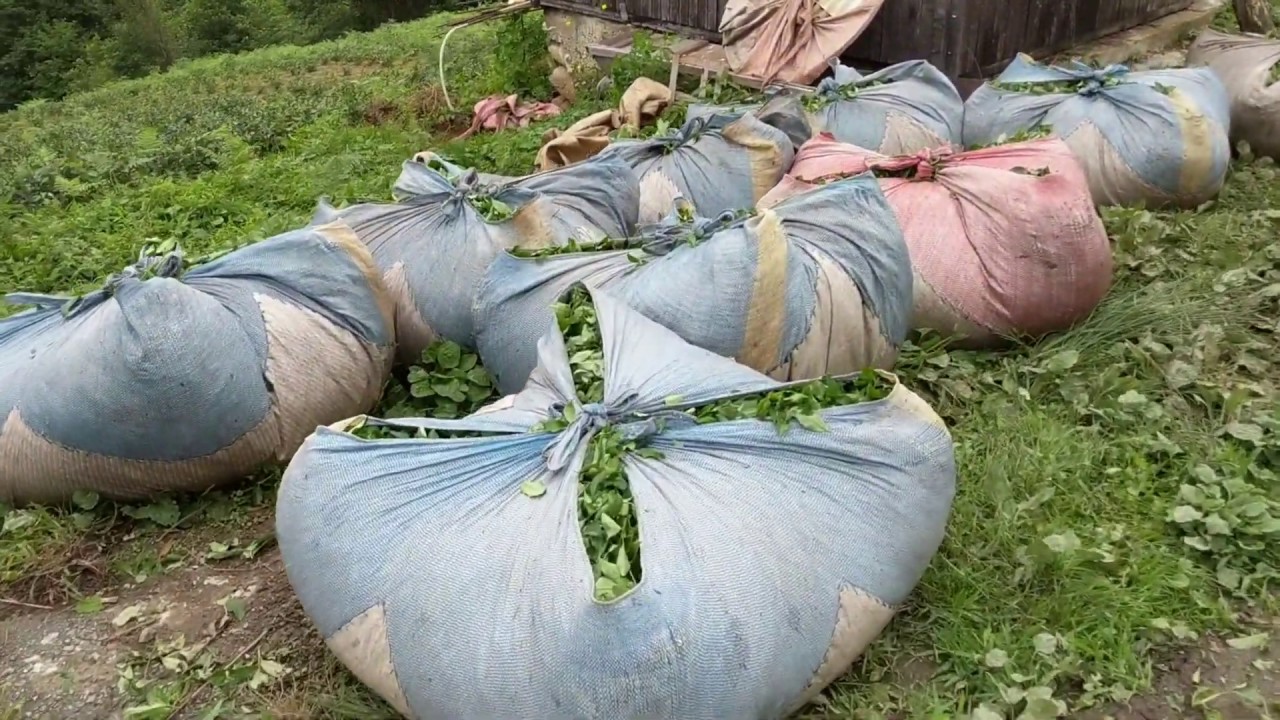 🇹🇷 Turkish Tea Plantations and views from Ulaş and Lome villages, Arhavi