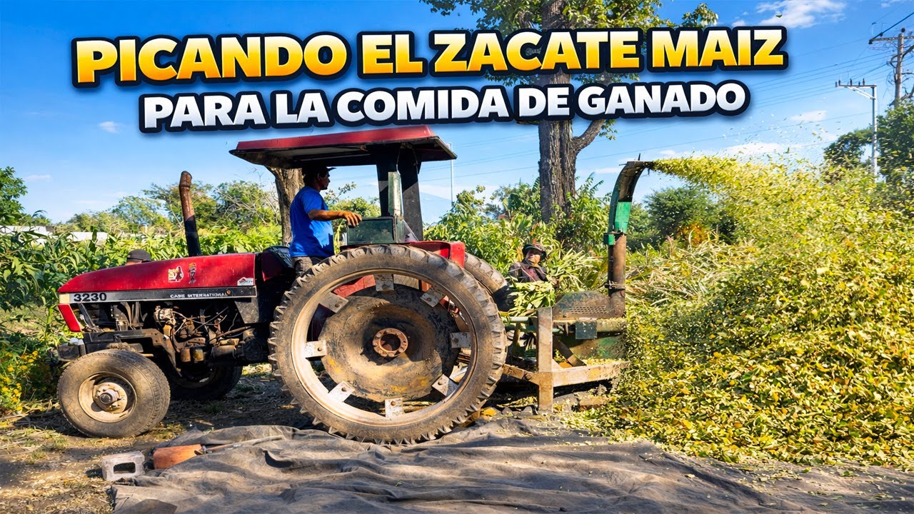 PICANDO el ZACATE MAÍZ para la COMIDA DE GANADO en La Finca del Patechucho 🚜