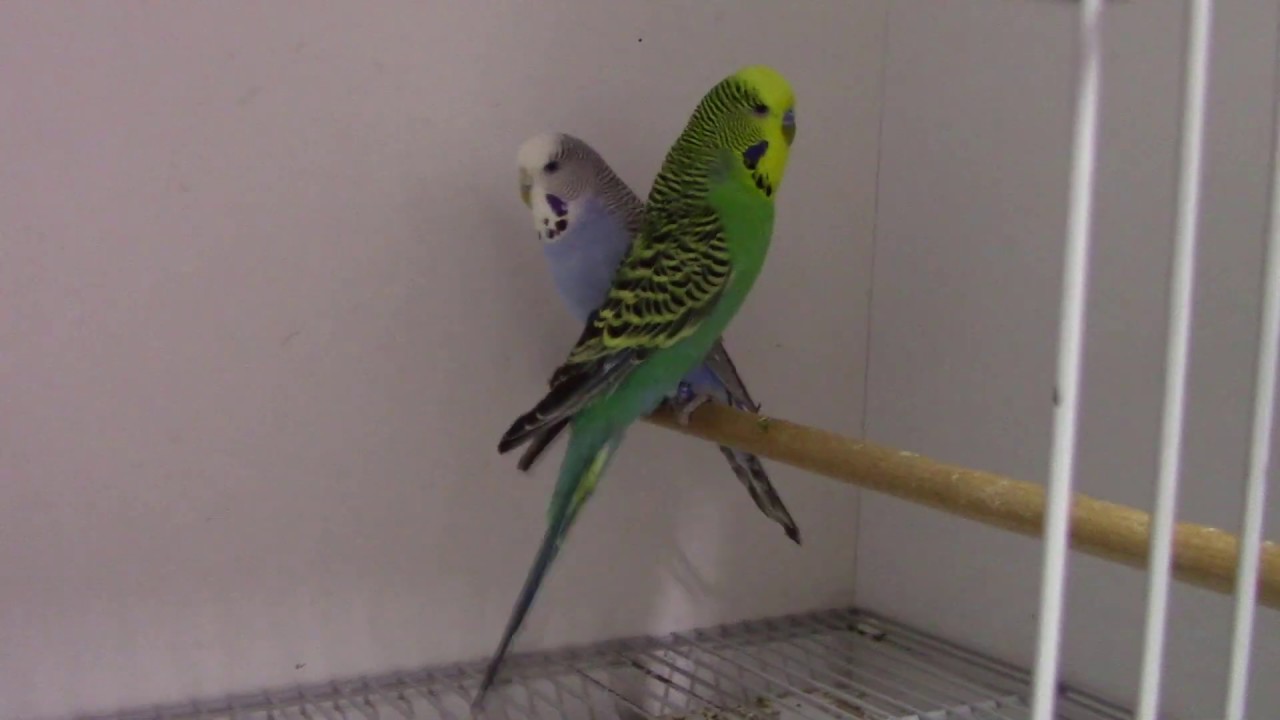 Jumbo Muhabbet Kuşları ve Özellikleri