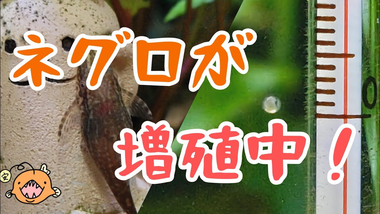 オトシンネグロの繁殖成功についての話