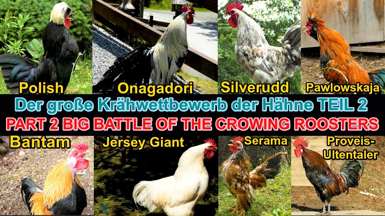Von Onagadori bis Pawlowskaja - Welcher Hahn kräht am besten? Teil 2 Most beautiful roosters crowing