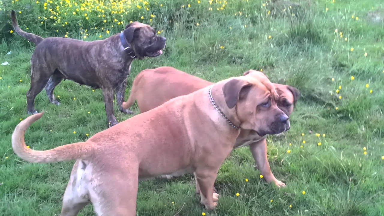 Presa's. ,Boerboels and Bullmastiff at play