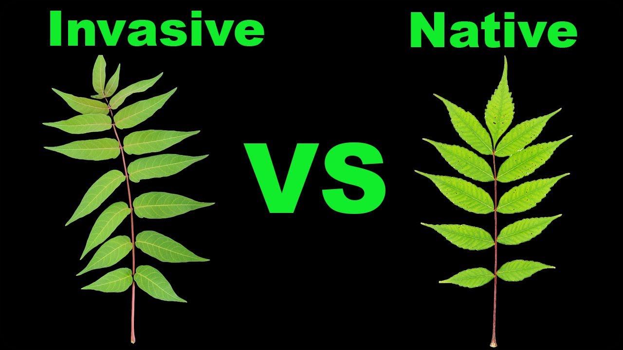 Tree of Heaven vs Sumac - Easy Identification!