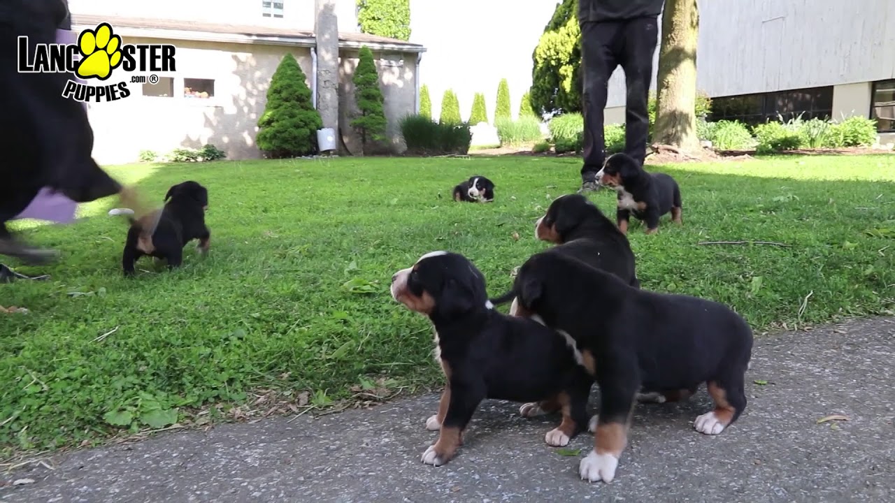 Greater Swiss Mountain Dog Puppies