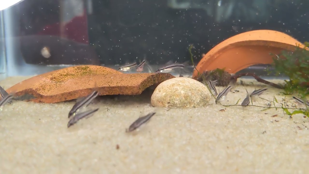 Corydoras pygmaeus 