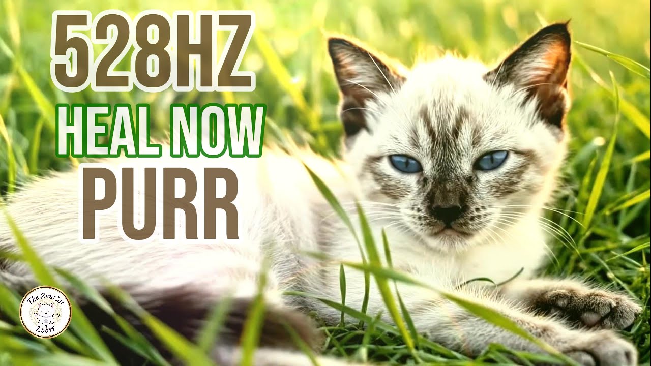 Healing Meditation Music | Listen closely! The universe is purring for you. 🧘‍♂️#4k #528hz #healing