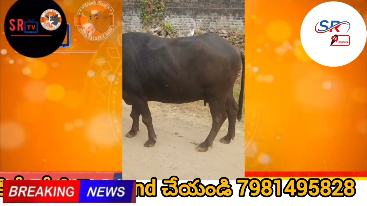 Murrah buffalo 2nd lactation buffalo 6months  Present no milk  daily 12litres Cost:80000/-