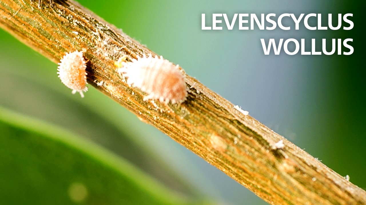 Levenscyclus van wolluis