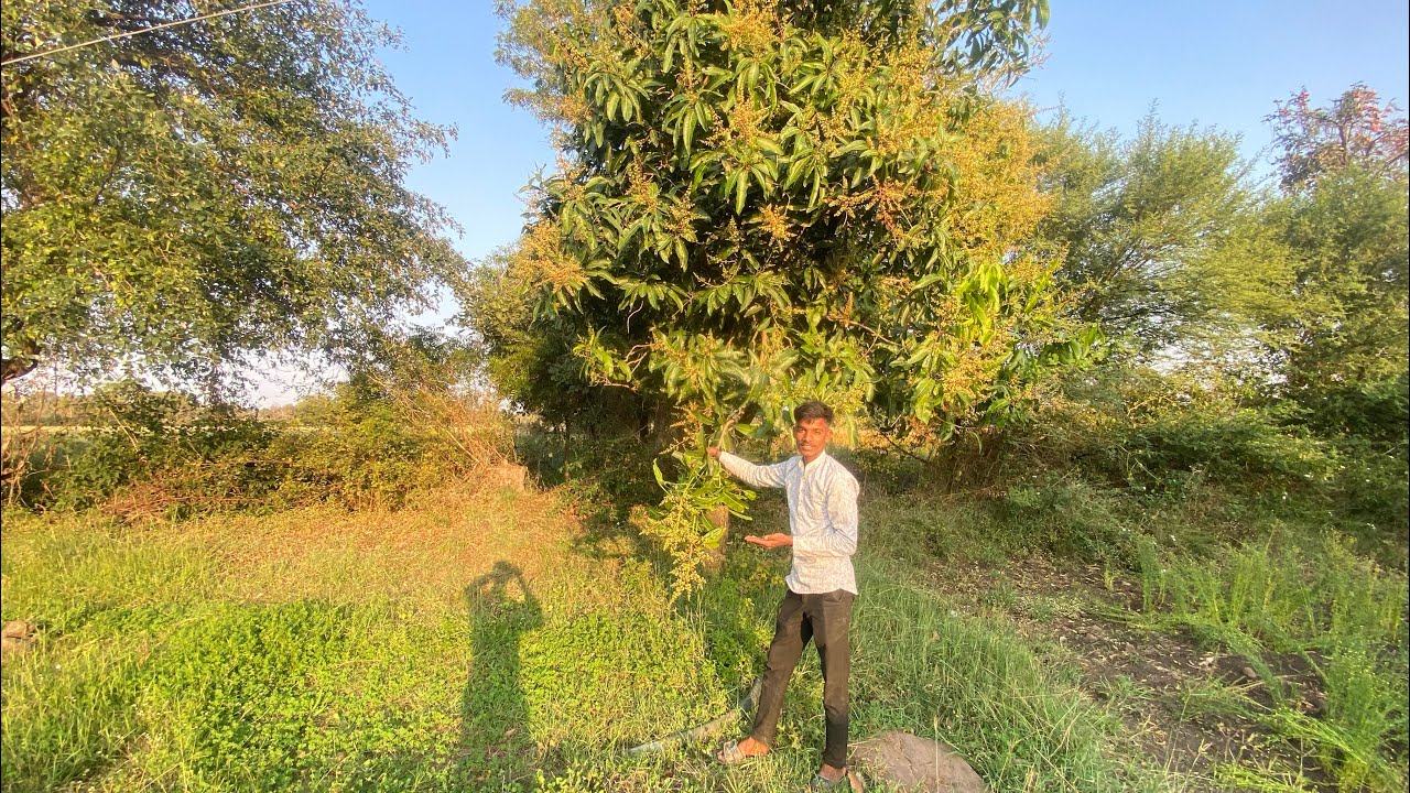 Aam Ke Paid Per Aam 🥭 Aane Lag Gaye 🥰