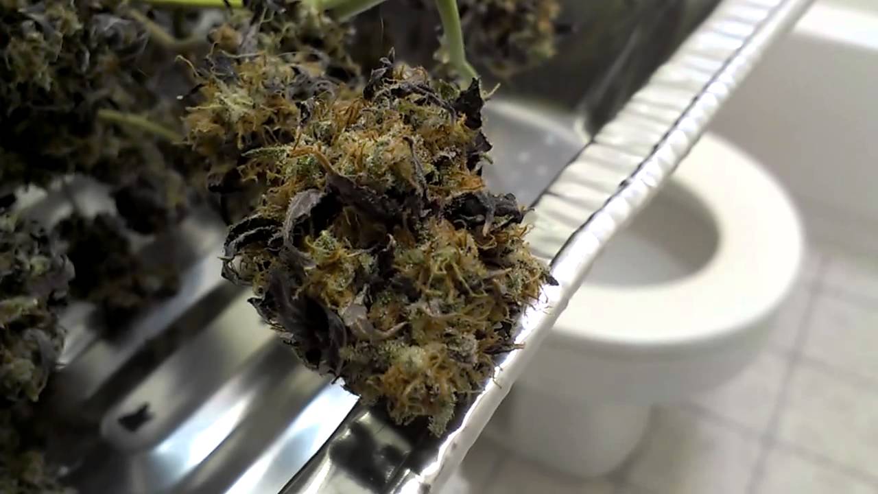 TGA Jack the ripper purple pheno